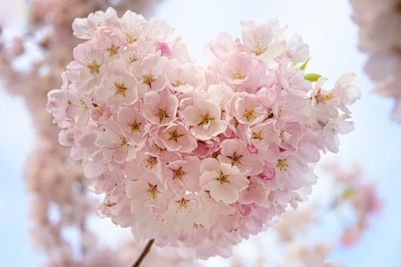 桜の花の写真