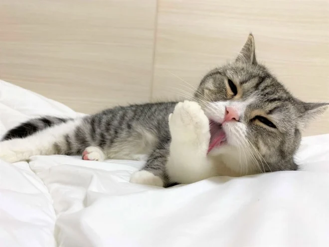 もちまる日記の飼い主(下僕)は顔バレしてる？結婚や仕事は何？秋山吏巧説は本当？